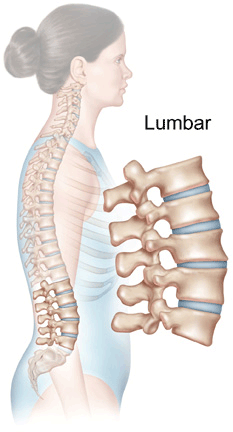 Lumbar Spine Anatomy – Yanni
