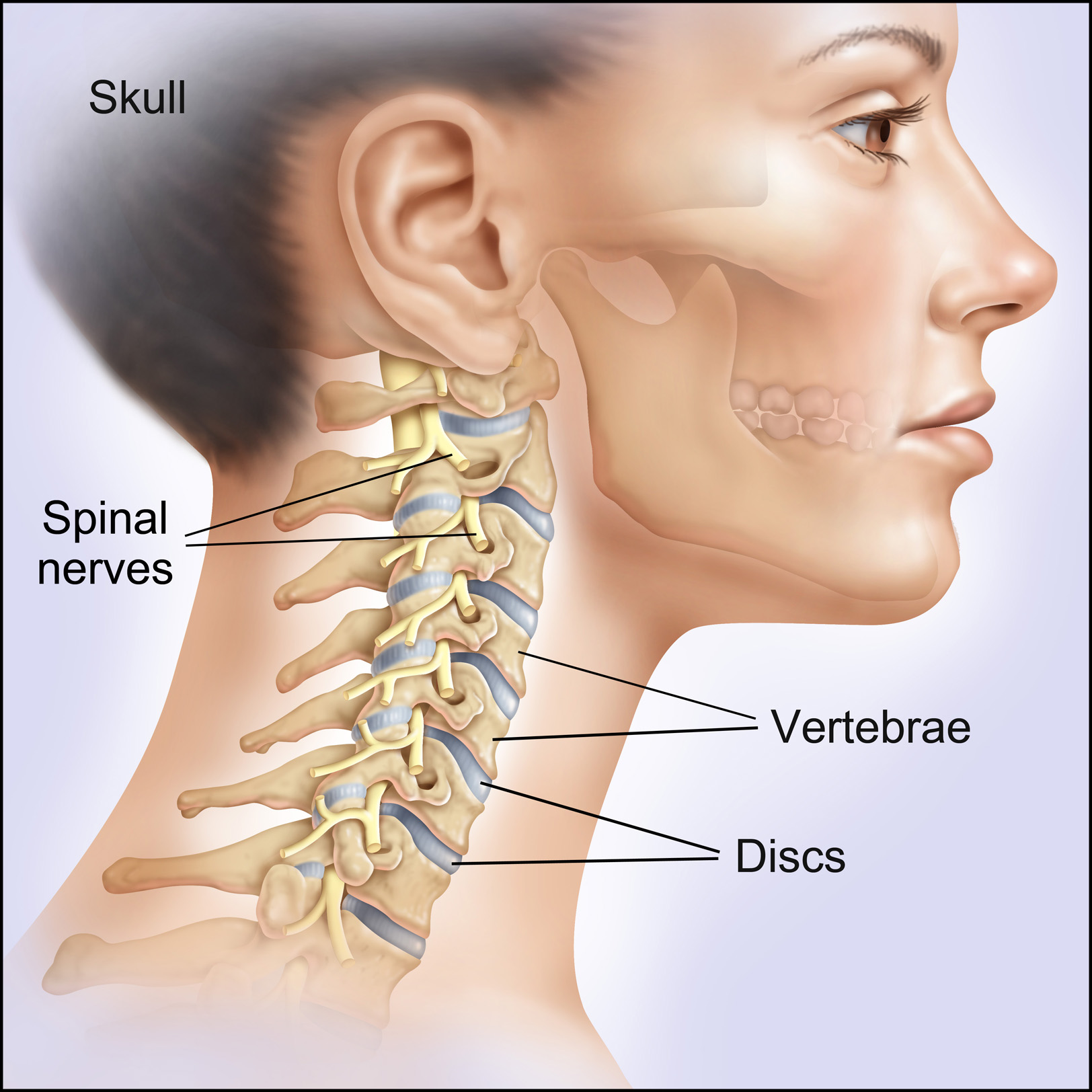 spinal disc